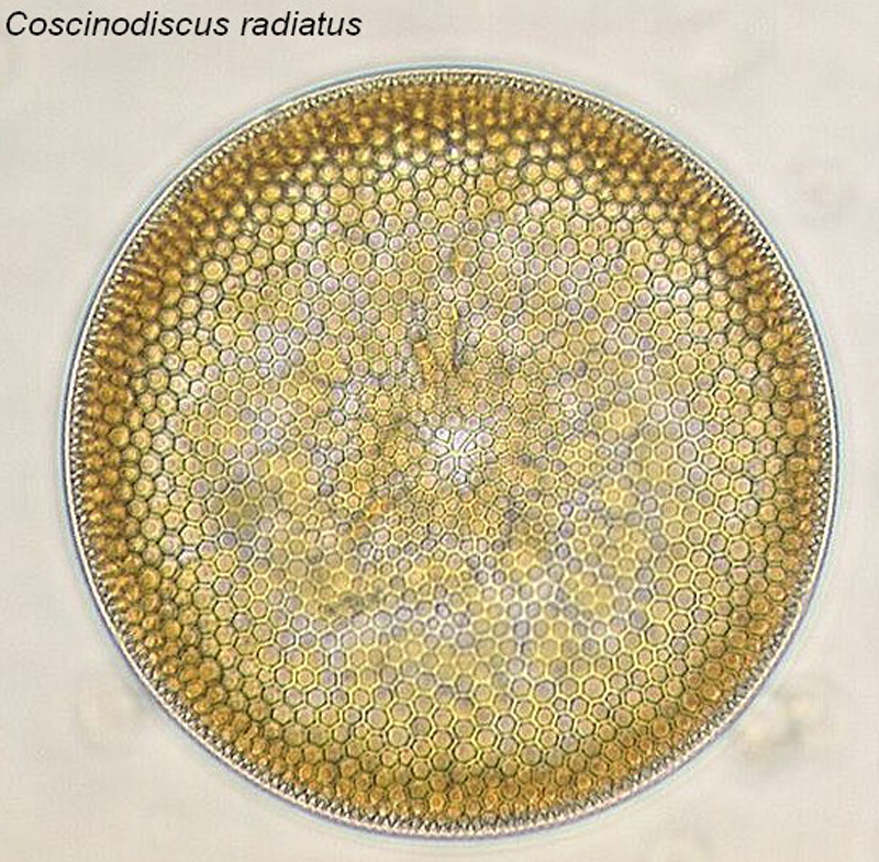 coscinodiscus_radiatus