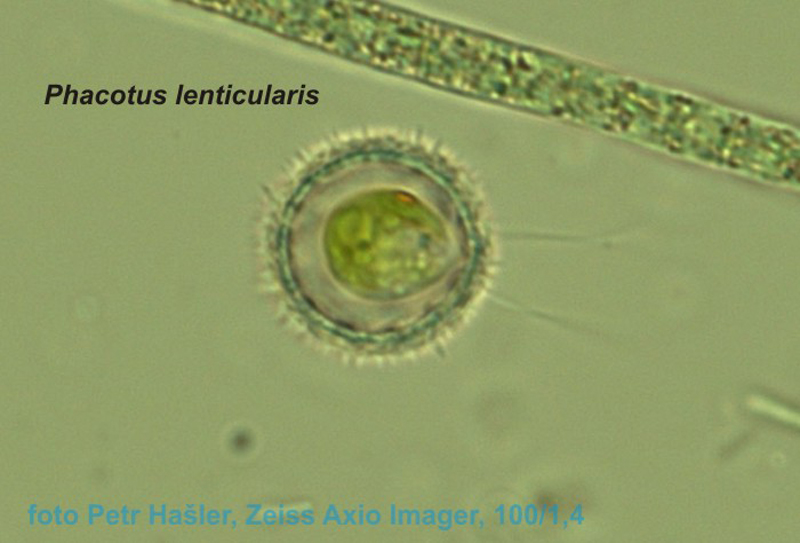 phacotus_lenticularis