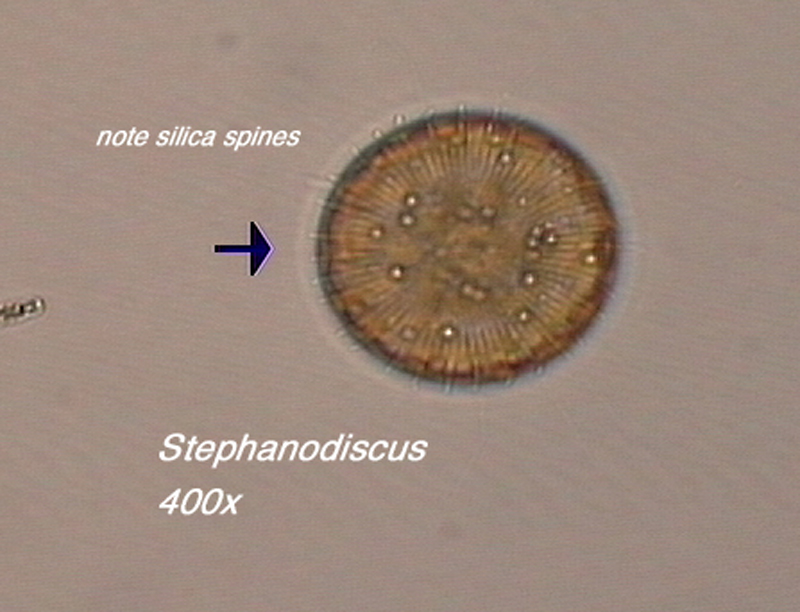 stephanodiscus_2